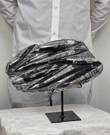 Orthoceras - Gefossiliseerd dier - 28 cm - 16 cm