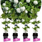 Viburnum opulus Roseum + pot 9cm 4 pcs, Verzenden, Volle zon