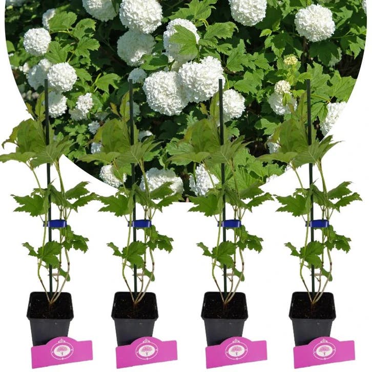 Viburnum opulus Roseum + pot 9cm 4 pcs, Tuin en Terras, Planten | Fruitbomen, Volle zon, Verzenden