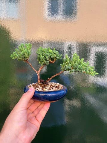 Jeneverbes bonsai (Juniperus) - Hoogte (boom): 12 cm -
