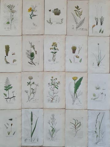 James Sowerby - 20 deels handgekleurde lithos o.a.