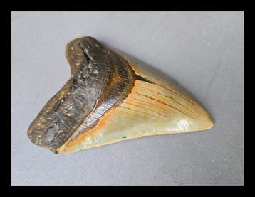 Megalodon - Fossiele tanden - 133 mm - 100 mm