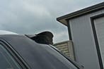 Achterspoiler Audi S4 / A4 S-Line B7 Avant, Verzenden