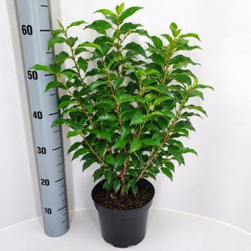 Portugese laurier 40-50 cm in pot | haagplant € 7,50, Ophalen