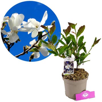 Magnolia stellata + pot 17cm, Tuin en Terras, Verzenden
