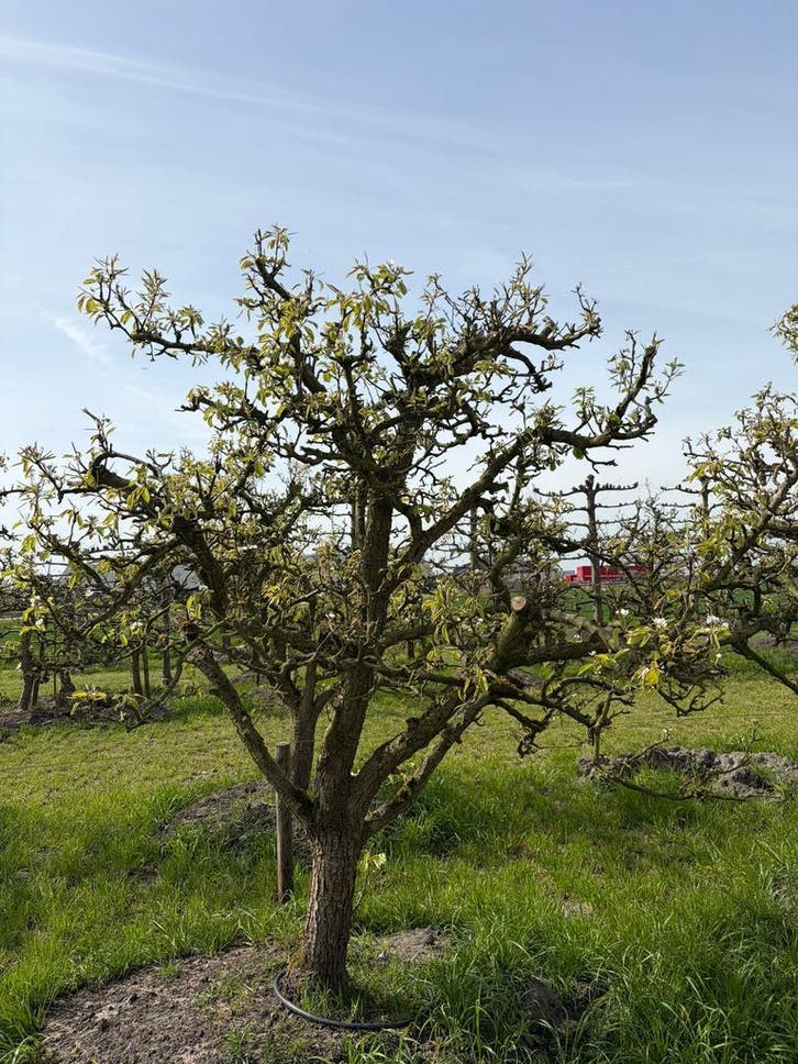 Volwassen Conference Bomen (Struikvorm) ca. 40 jaar oud, Tuin en Terras, Planten | Bomen, 100 tot 250 cm