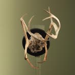 Rendier Gewei Taxidermie Opgezette Dieren By Max, Verzamelen, Dierenverzamelingen, Ophalen of Verzenden, Nieuw, Wild dier, Opgezet dier