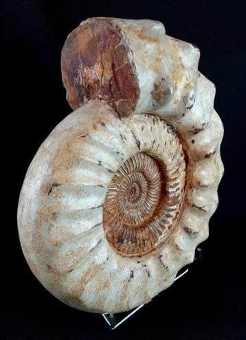 Ammoniet - Gefossiliseerd dier - Kranaosphinctes roedereri