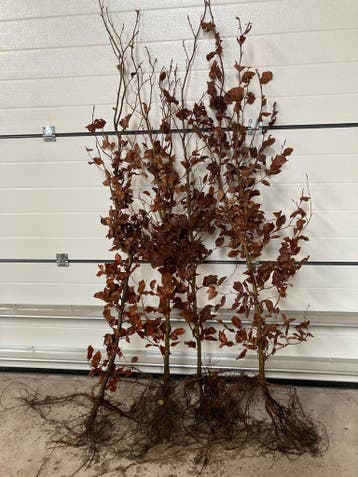 Beukenhaag - Fagus sylvatica - Bladhoudend-Groene beuk -beuk, Ophalen of Verzenden, Beukenhaag, Haag