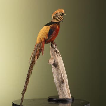 Goudfazant Taxidermie Opgezette Dieren By Max, Ophalen of Verzenden, Nieuw, Vogel, Opgezet dier