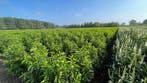Portugese Laurier en veel soorten haagplanten en Bomen!, Laurier, Haag