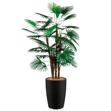 Rhapis Palm kunstplant, H150cm, Huis en Inrichting, Ophalen of Verzenden, Palm, 150 tot 200 cm