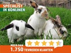 Jonge (hangoor)dwergkonijntjes. Veel keuze en goed advies!, Dieren en Toebehoren, Konijnen, Meerdere dieren, Dwerg, Hangoor, 0 tot 2 jaar