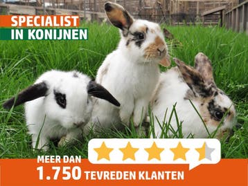 Jonge (hangoor)dwergkonijntjes. Veel keuze en goed advies!, Dieren en Toebehoren, Konijnen, Meerdere dieren, Dwerg, Hangoor, 0 tot 2 jaar