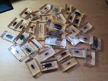 Themacollectie - Verzameling insecten en arachniden in