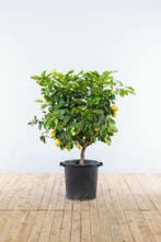 Citroenboom / Citrus Limon op stam 150-175 cm, Tuin en Terras, Planten | Tuinplanten