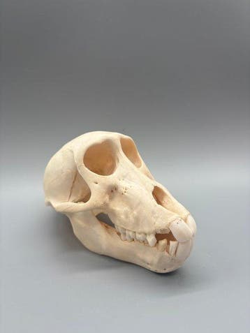 Aap Schedel - Papio Ursinus - 11 cm - 10 cm - 17 cm- CITES, Nieuw