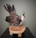 Pauw Kuiken Taxidermie Opgezette Dieren By Max, Ophalen of Verzenden, Nieuw, Vogel, Opgezet dier