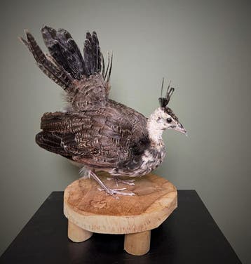 Pauw Kuiken Taxidermie Opgezette Dieren By Max, Verzamelen, Dierenverzamelingen, Ophalen of Verzenden, Nieuw, Vogel, Opgezet dier