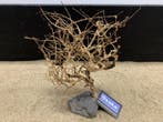 Osaka Bonsai Tree nr 20 - 28x10x36cm - aquascaping boom, Dieren en Toebehoren, Ophalen of Verzenden, Nieuw, Plant(en), Steen of Hout