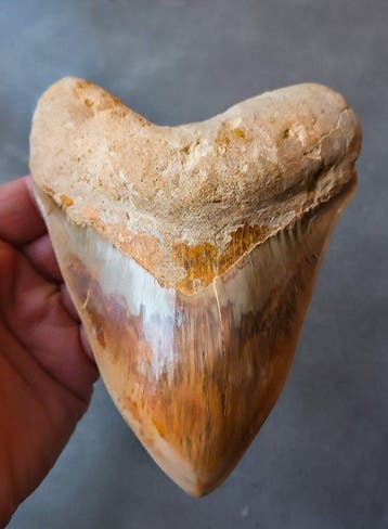 Megalodon - Fossiele tand - 15 cm - 114 cm, Verzamelen