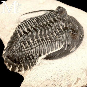 Trilobietfossiel op matrix - Fossiel skelet - Trilobite