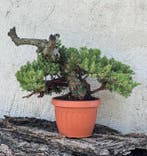 Jeneverbes bonsai (Juniperus) - Hoogte (boom): 24 cm -, Antiek en Kunst