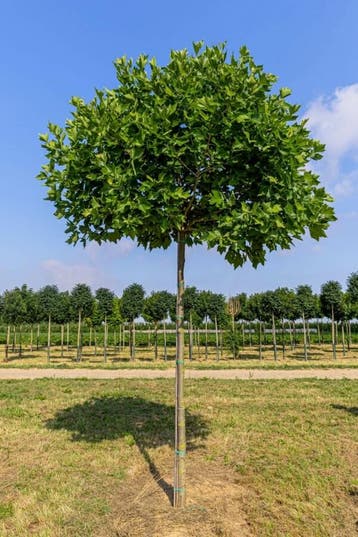 Platanus x hispanica Alphens Globe hoogstam