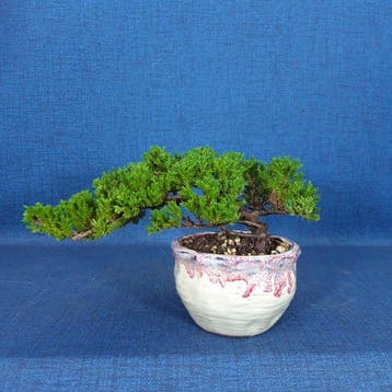 Jeneverbes bonsai (Juniperus) - Hoogte (boom): 9 cm - Diepte