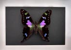 Vlinder Taxidermie volledige montage - Graphium Weiskei de, Antiek en Kunst