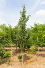 Quercus macrocarpa hoogstam 16/18, Tuin en Terras