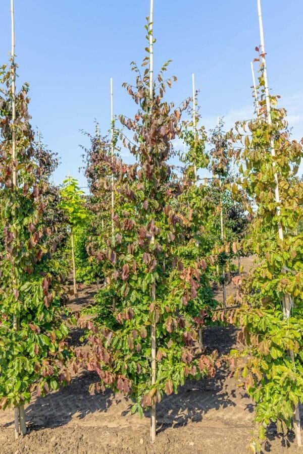 Parrotia persica beveerd 8/10, Tuin en Terras, Planten | Tuinplanten
