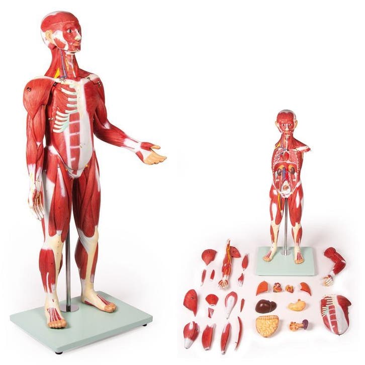 Anatomie model spieren en organen, 85 cm, 30-delig, Sport en Fitness, Massageproducten