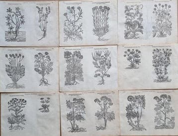 Matthias de LObel (Lobelius) - Lot. of 9 sheets - Icones
