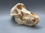 Aap Schedel - Papio Ursinus - 13 cm - 11 cm - 20 cm- CITES