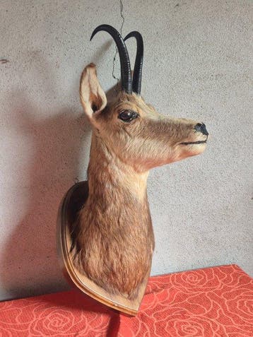 Gems Taxidermie wandmontage - Rupicaprfa rupicapra - très, Nieuw