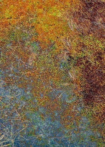 Bernhard Lang - The_Bog_Plants_002