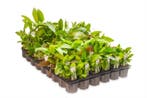 Mix pakket middengrond 12 stuks - 5cm pot - aquariumplan, Ophalen of Verzenden, Nieuw, Plant(en), Steen of Hout