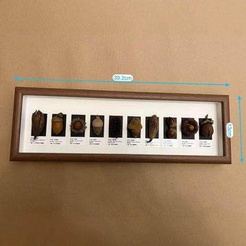 Diverse plantenzaden Taxidermie volledige montage - Various