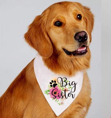 Zwangerschapsaankondiging bandana Guess What? Moms Pregnant, Ophalen of Verzenden, Nieuw, Geboorte of Huwelijk