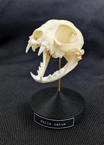 huiskat Schedel - (Felis catus) - Museum Grade Replica - 8