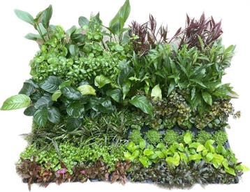 Mix pakket Achtergrond 12 stuks - 5cm pot - aquariumplan, Ophalen of Verzenden, Nieuw, Plant(en), Steen of Hout