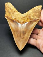 Megalodon - Fossiele tand - Otodus megalodon - 12.57 cm -