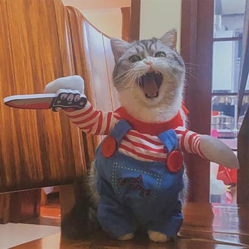 Grappige Huisdier Kostuum - Halloween Cosplay Outfit voor Ka, Verzenden, Nieuw