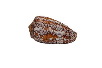 Conus pennaceus | vederkegelslak TOP verzamelaarsslak |, Verzamelen, Nieuw