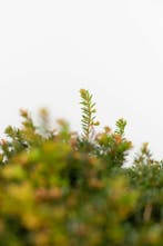 Taxus Baccata Bol 60-70 cm - Kluit