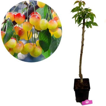 Prunus avium Rainier + Pot 23cm, Tuin en Terras, Verzenden, Volle zon