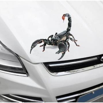 Auto sticker 3D scorpion, Verzenden, Nieuw