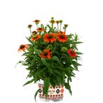Echinacea Lakota Orange (Herfstplanten kopen?), Volle zon, Vaste plant, Siergrassen, Ophalen of Verzenden