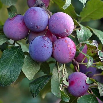 Pruimenboom, Tuin en Terras, Planten | Fruitbomen, Verzenden, Volle zon